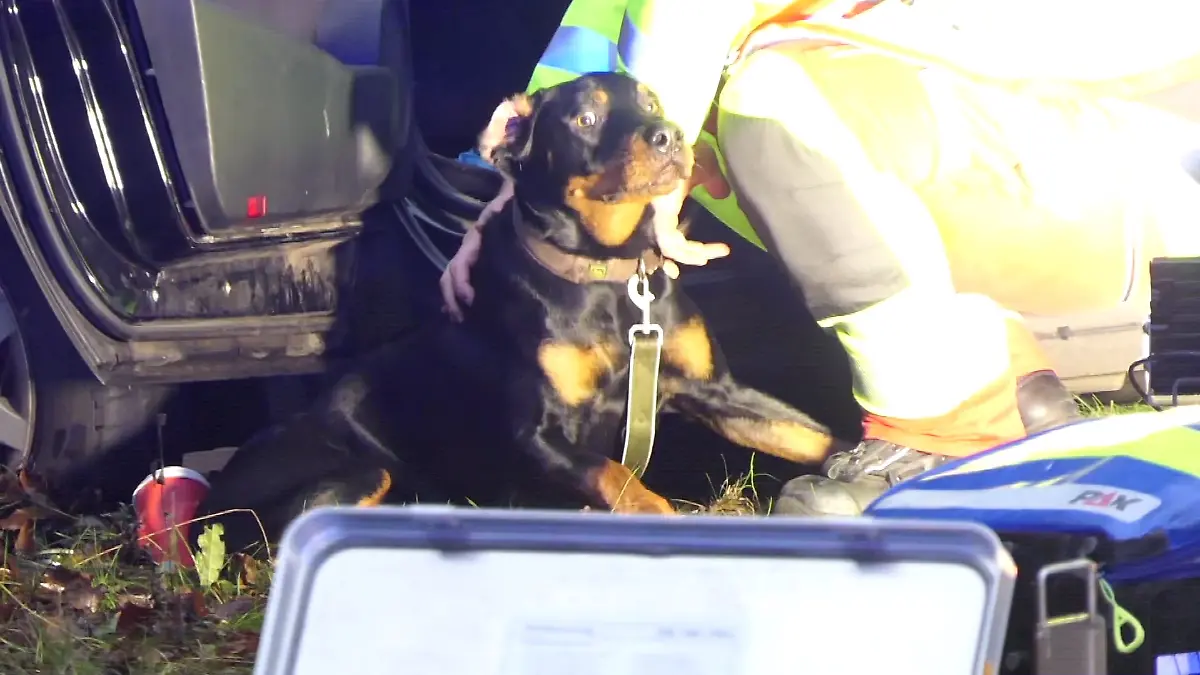 Dieser Hund verletzte sich bei dem Unfall.