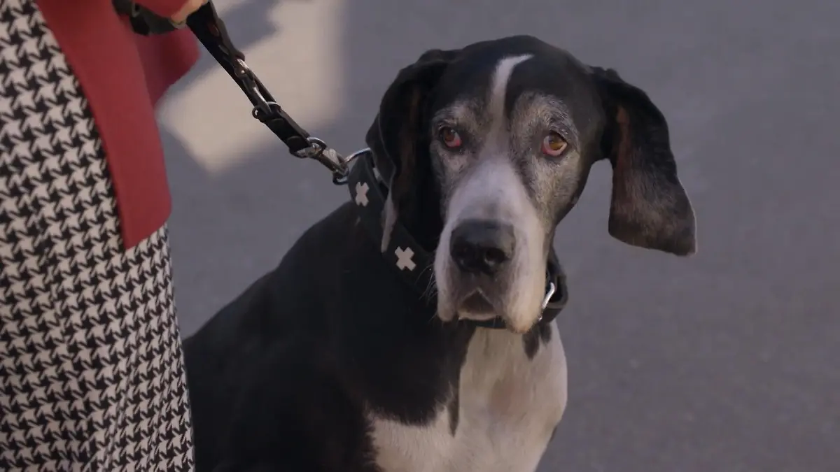Maren soll den Hund eines Kunden ausführen