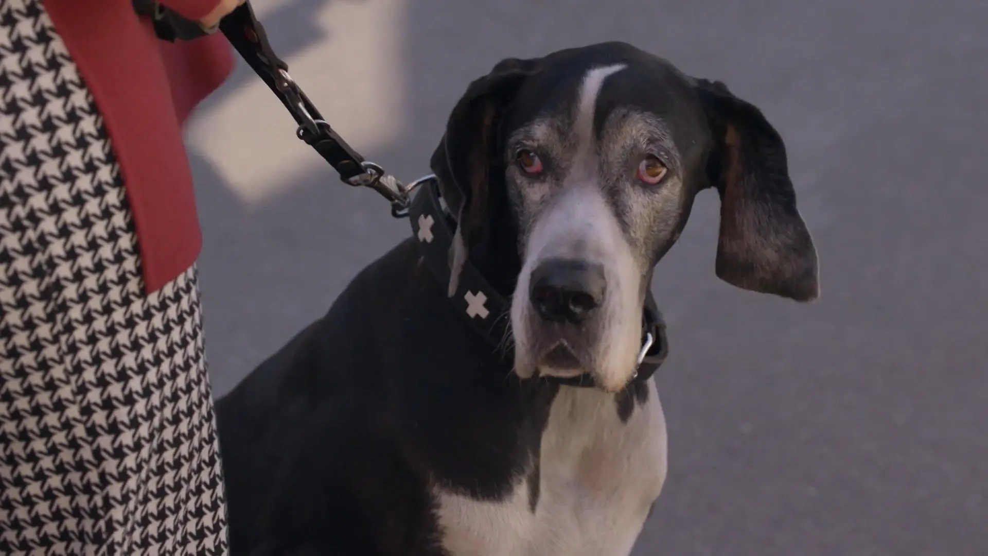 Maren soll den Hund eines Kunden ausführen