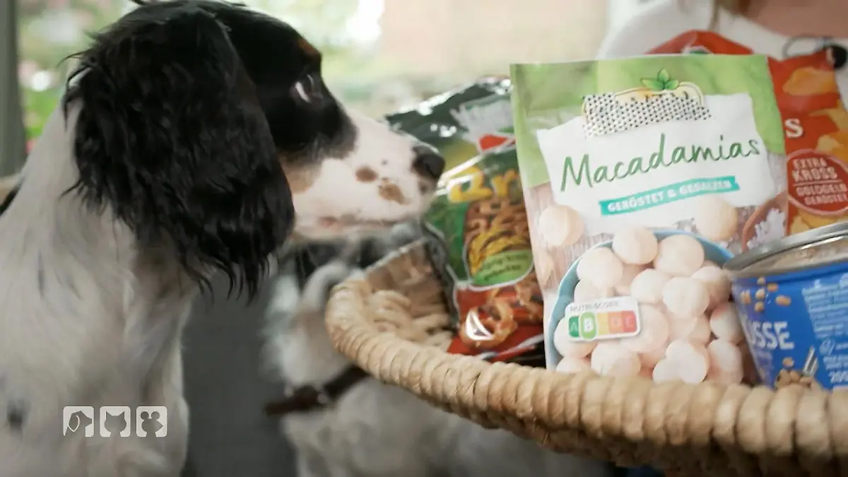 Das dürfen unsere Vierbeiber nicht essen No-Gos für Hunde