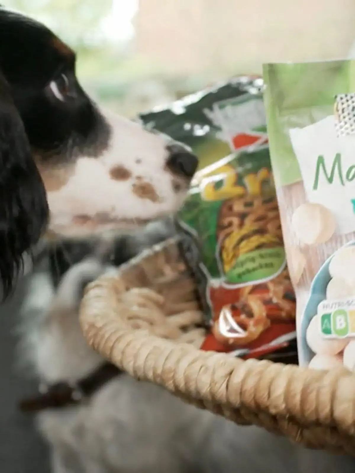 Bild zu: "Das dürfen unsere Vierbeiber nicht essen"