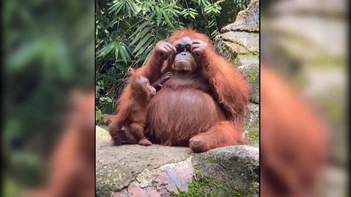 Orang-Utan mit Sonnenbrille Dieser Affe hat den Durchblick