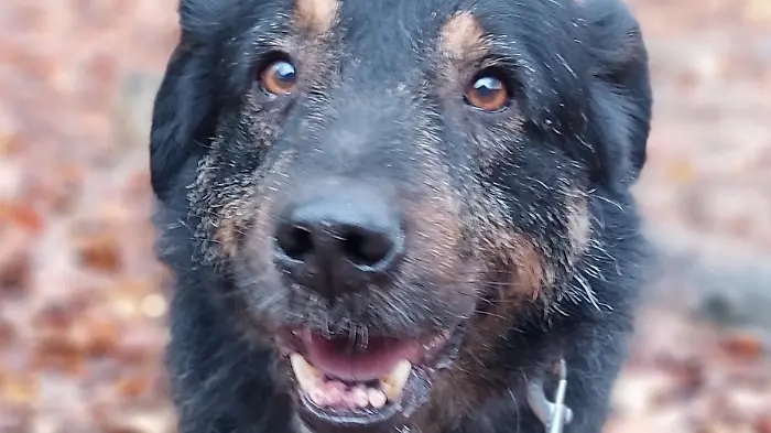 Hamburg-Zurli-lebte-mit-zehn-anderen-Hunden-in-einem-Zwinger-Jetzt-sucht-er-ein-warmes-K-rbchen