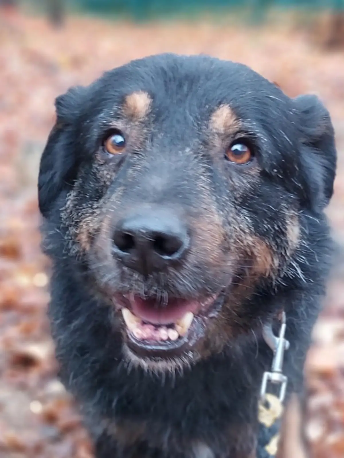 Bild zu: "Zurli lebte mit zehn anderen Hunden in einem Zwinger! Jetzt sucht er ein warmes Körbchen "