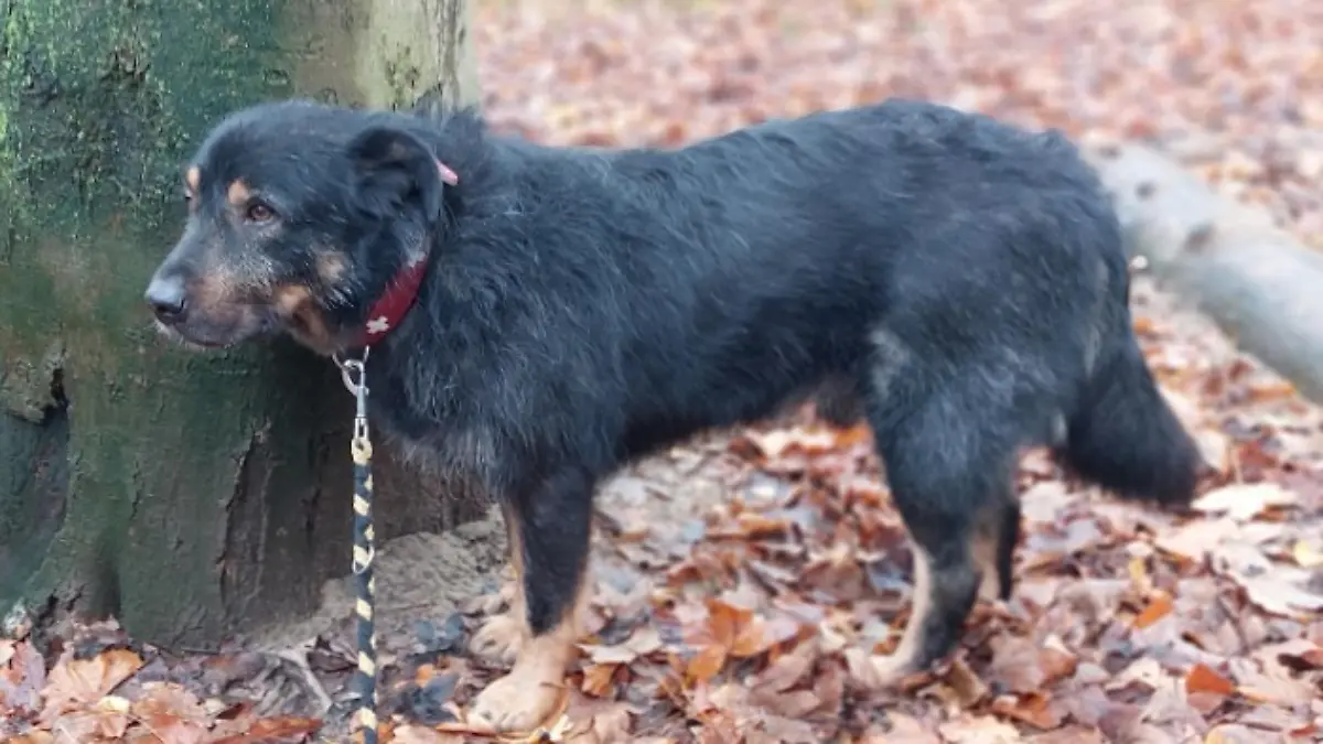 Zurli geht besonders gerne Gassi.