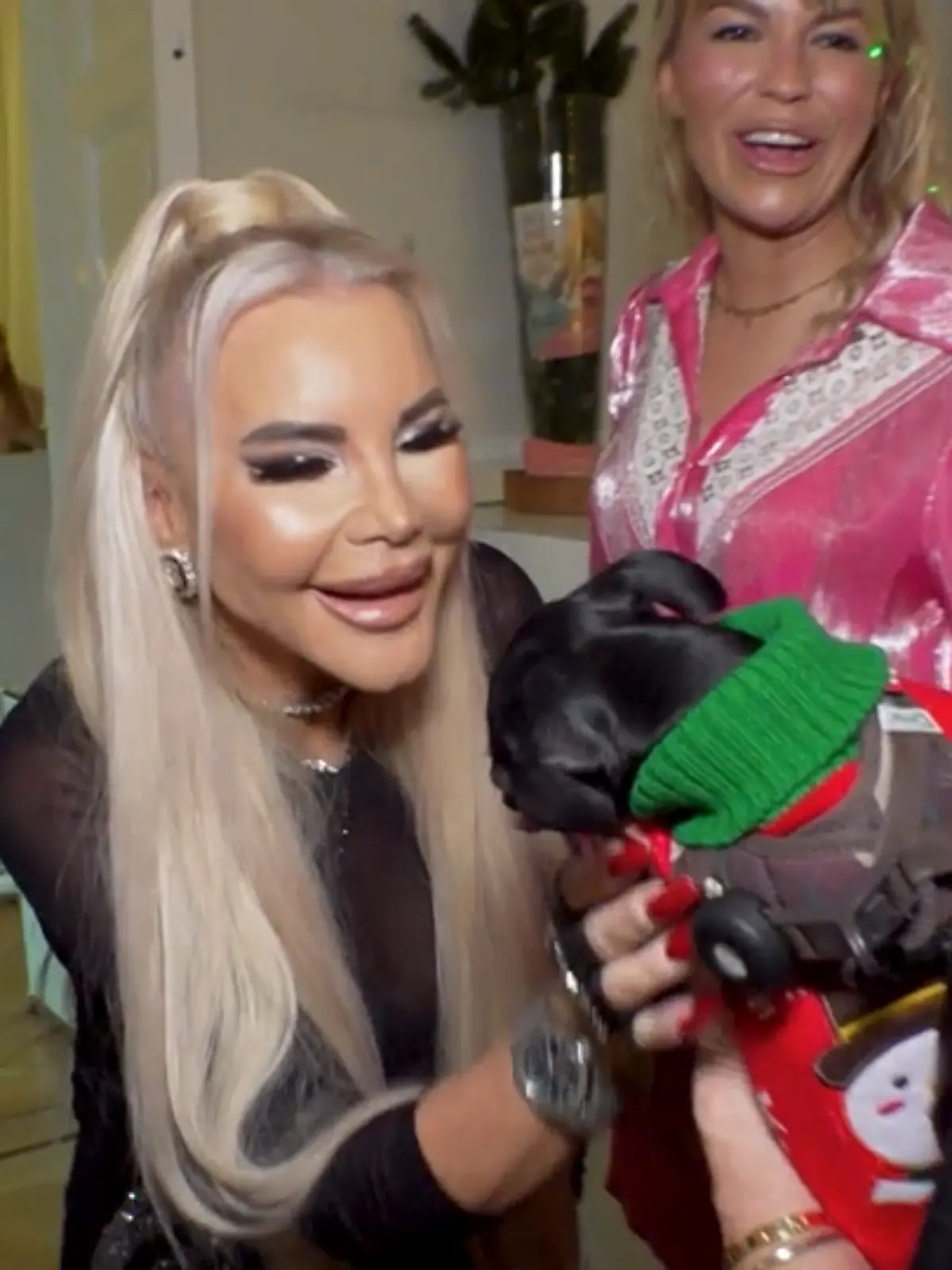 Bild zu: "Ihr Chihuahua war schon mal ein Trennungsgrund "