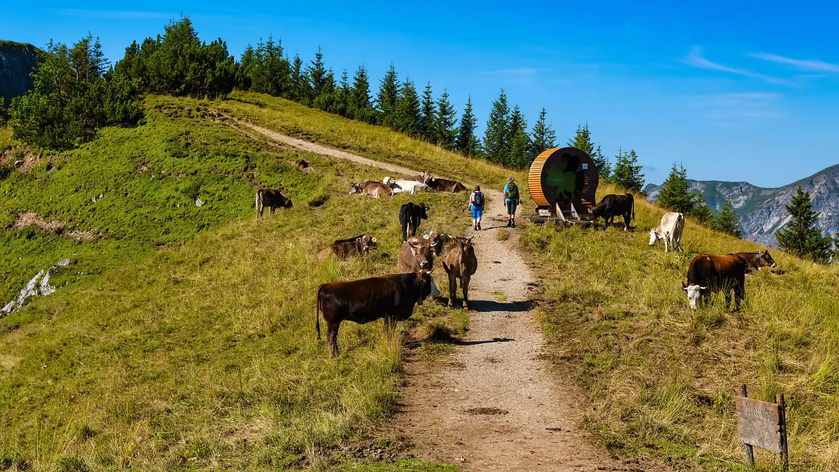 10.08.20 Saalfelderhoehenweg mit Kuehen