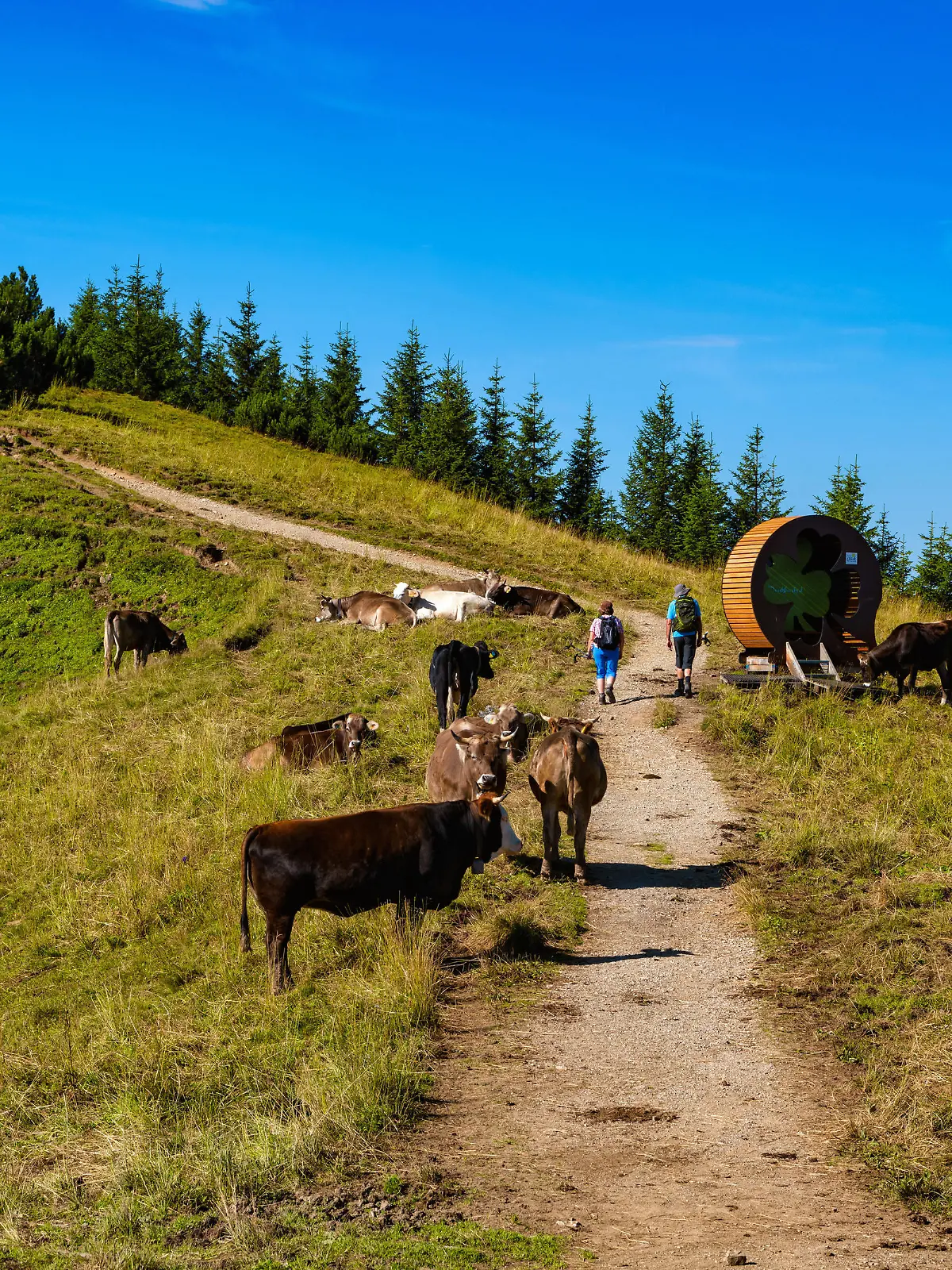 10.08.20 Saalfelderhoehenweg mit Kuehen
