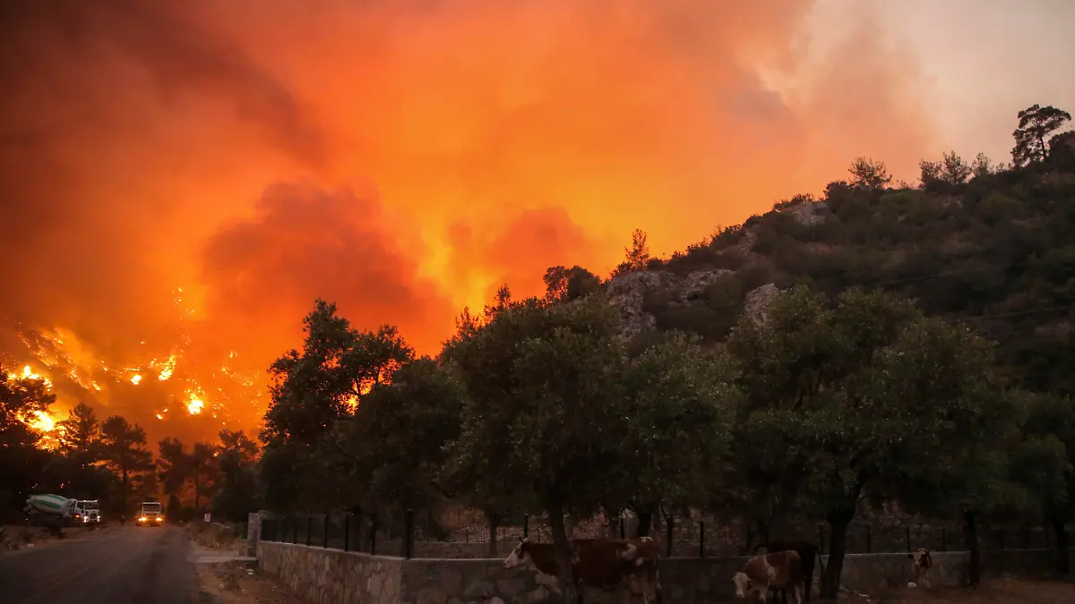 02.08.2021, Türkei, Bodrum: Kühe suchen Schutz in der Nähe eines sich ausbreitenden Feuers, das im Dorf Cokertme in der Nähe von Bodrum, Türkei, wütet. Den sechsten Tag in Folge kämpften türkische Feuerwehrleute am Montag darum, die Brände unter Kontrolle zu bringen, die sich durch die Wälder in der Nähe der türkischen Badeorte fressen. Die Brände, die am Mittwoch ausgebrochen waren, wurden durch starken Wind und sengende Temperaturen angefacht und haben acht Menschenleben gefordert. Einwohner und Touristen sind in kleinen Booten oder in Konvois von Autos und Lastwagen aus den Urlaubsorten geflohen. (AP Photo/Emre Tazegul) Foto: Emre Tazegul/ap/dpa +++ dpa-Bildfunk +++