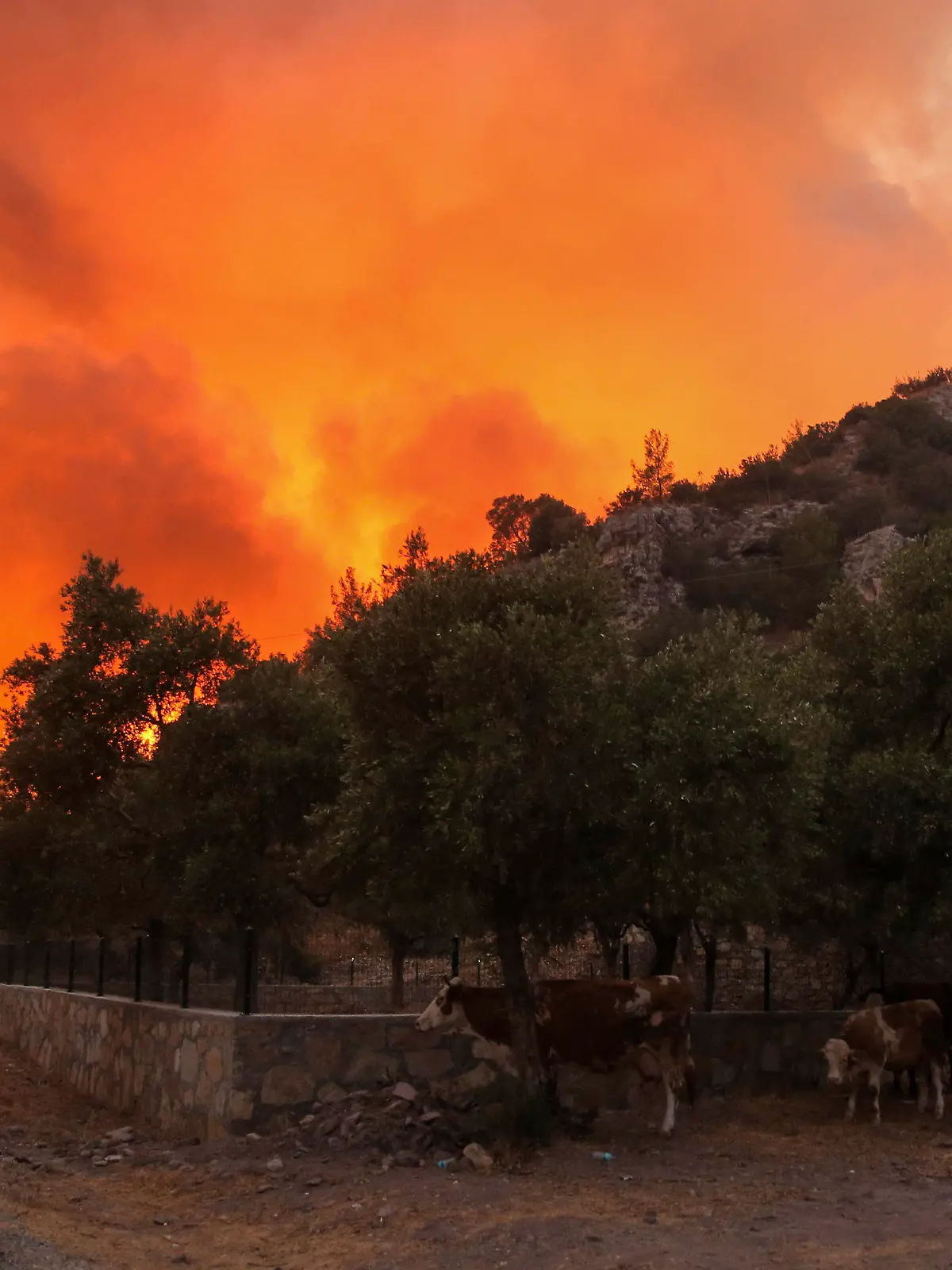 02.08.2021, Türkei, Bodrum: Kühe suchen Schutz in der Nähe eines sich ausbreitenden Feuers, das im Dorf Cokertme in der Nähe von Bodrum, Türkei, wütet. Den sechsten Tag in Folge kämpften türkische Feuerwehrleute am Montag darum, die Brände unter Kontrolle zu bringen, die sich durch die Wälder in der Nähe der türkischen Badeorte fressen. Die Brände, die am Mittwoch ausgebrochen waren, wurden durch starken Wind und sengende Temperaturen angefacht und haben acht Menschenleben gefordert. Einwohner und Touristen sind in kleinen Booten oder in Konvois von Autos und Lastwagen aus den Urlaubsorten geflohen. (AP Photo/Emre Tazegul) Foto: Emre Tazegul/ap/dpa +++ dpa-Bildfunk +++