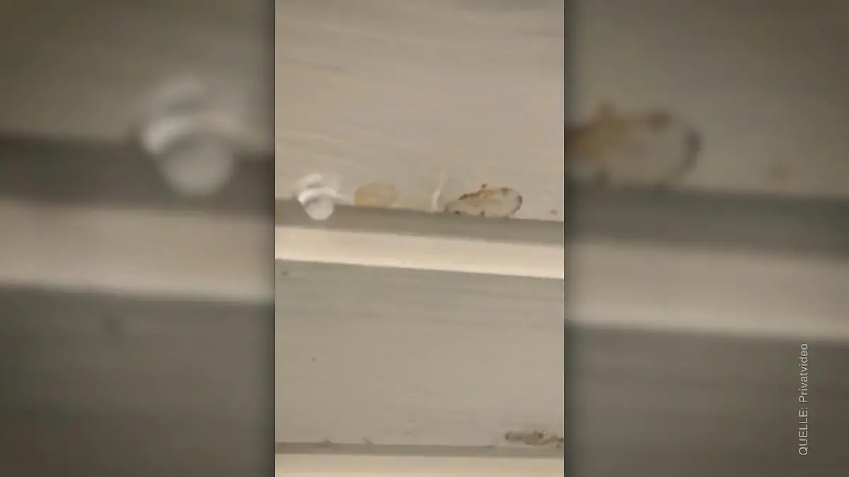 Polit-Star als Vermieter – Mieterin schlägt Alarm Kann RTL helfen?