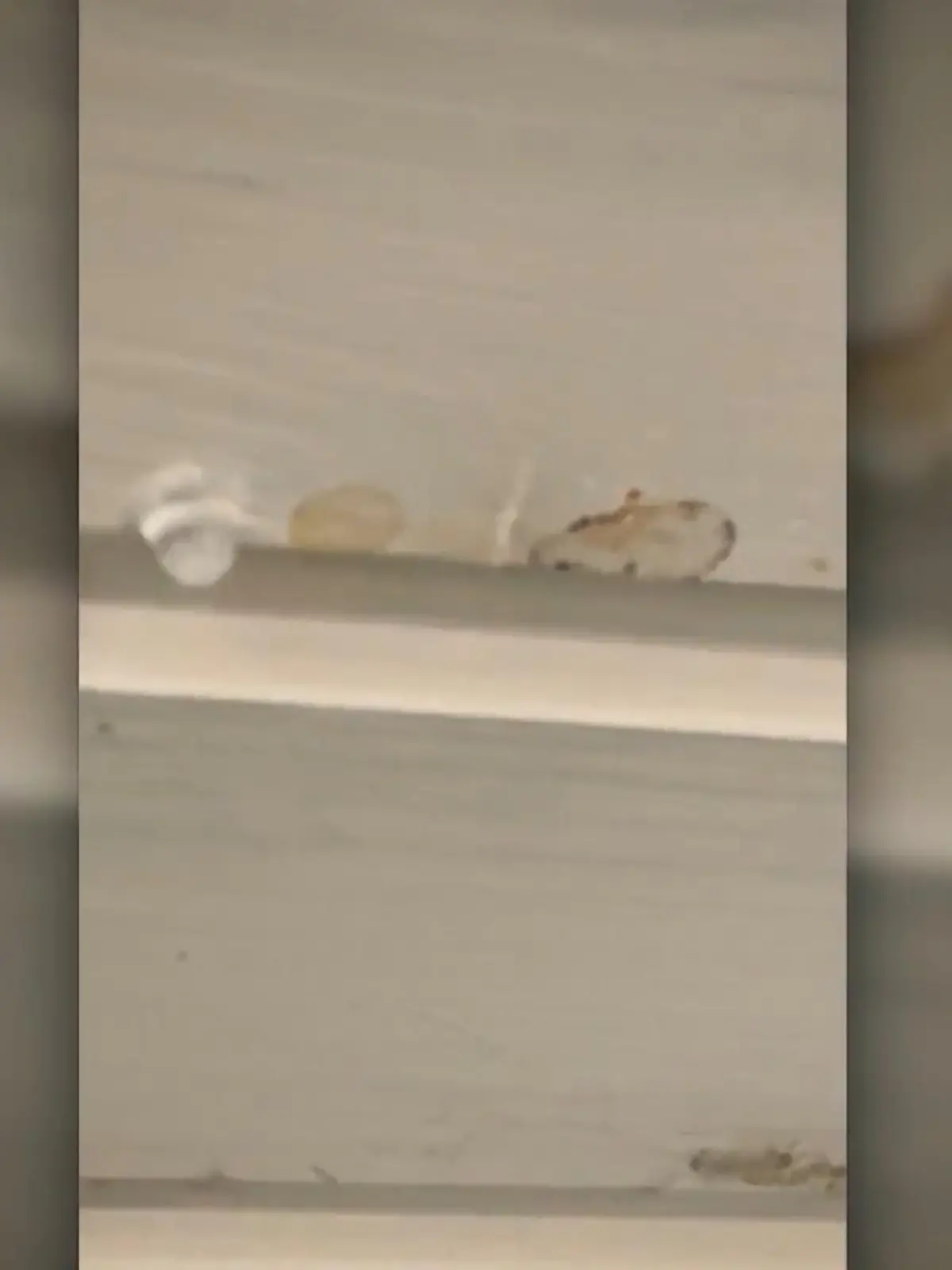 Bild zu: "Polit-Star als Vermieter – Mieterin schlägt Alarm "