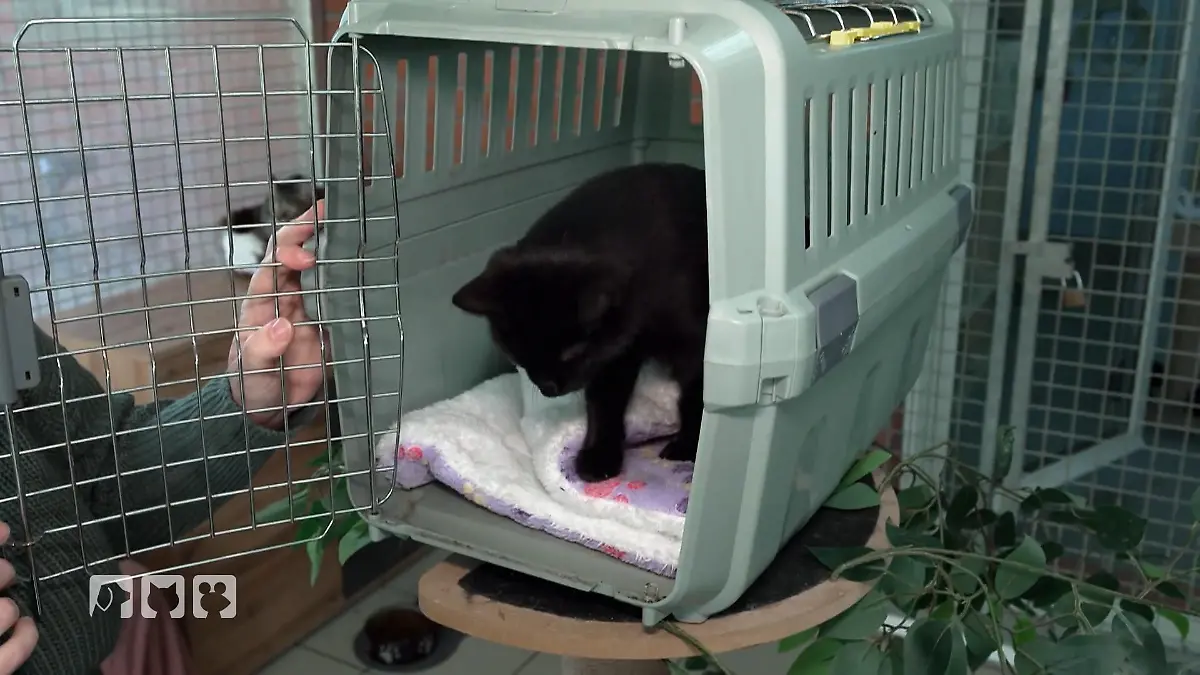 Bereits beim Anblick streicken die Samtpfoten Was taugt wirklich?