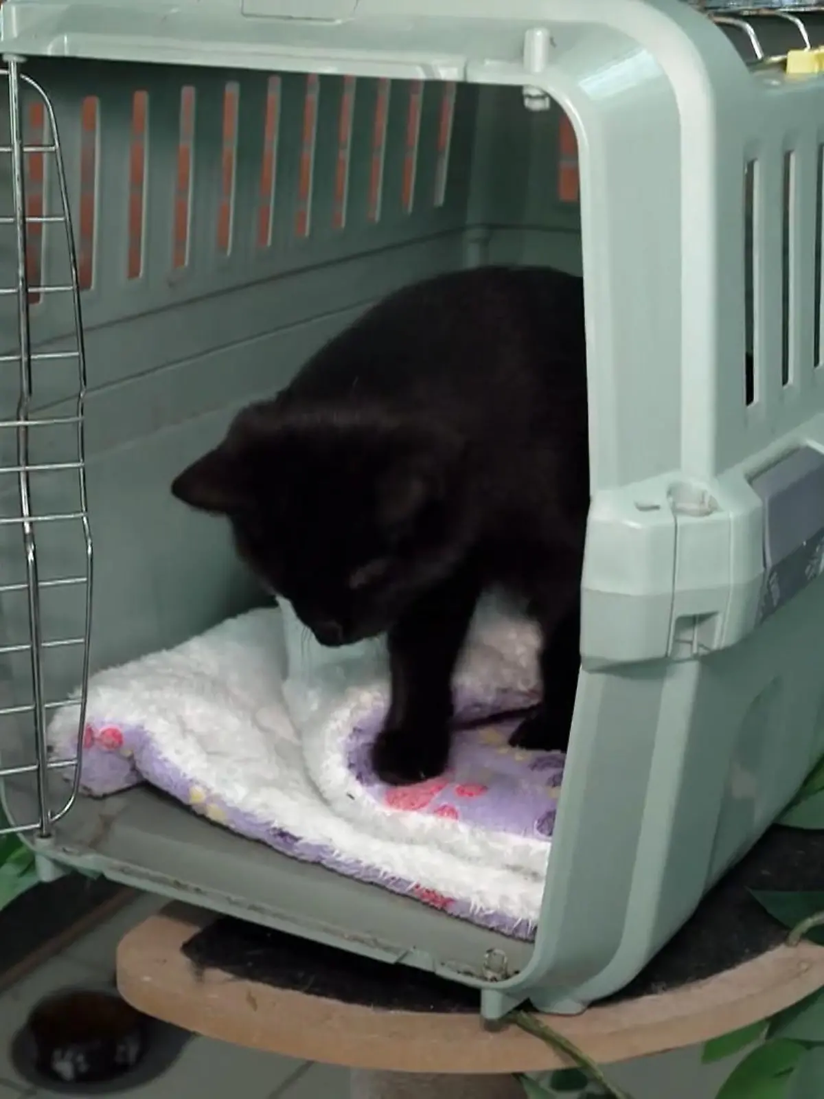 Bild zu: "Bereits beim Anblick streicken die Samtpfoten"