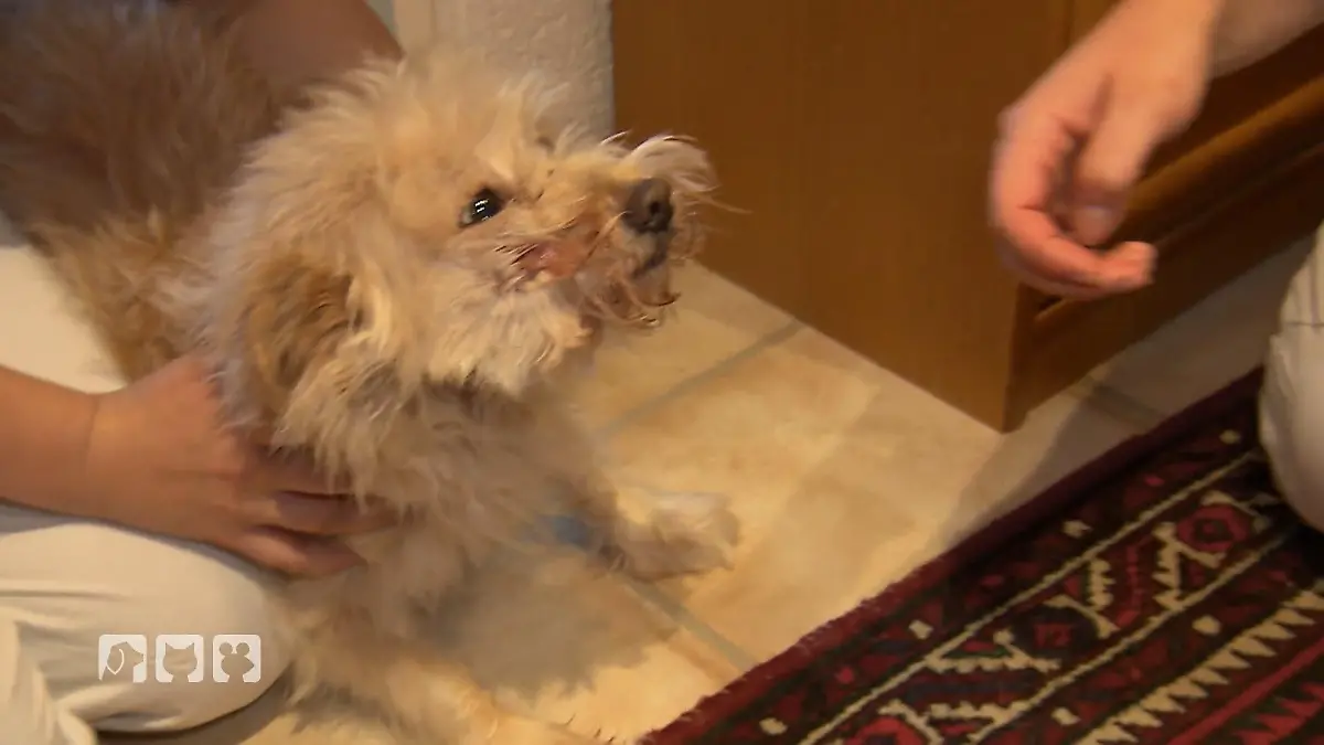 Hündin Mia hat starke Schmerzen Glück im Unglück