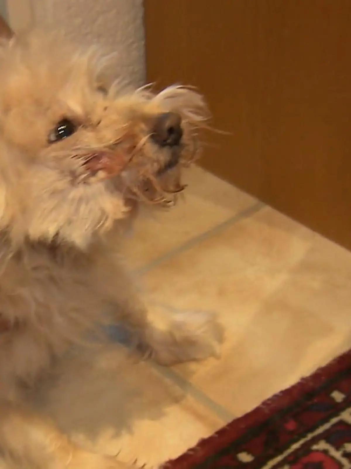 Bild zu: "Hündin Mia hat starke Schmerzen"