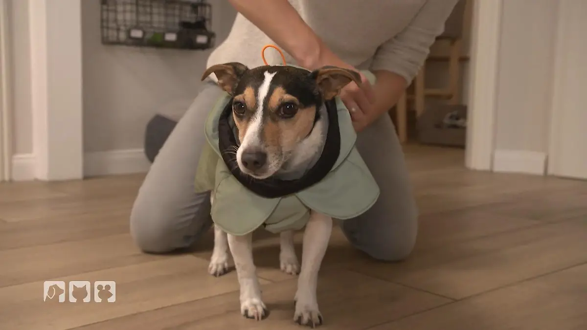 Sind Hundemäntel notwendig? Wärmende Helfer im Winter