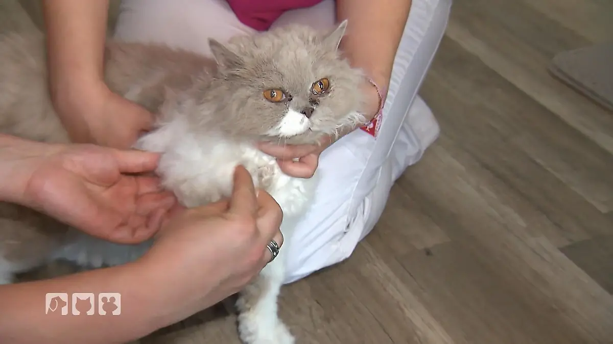 Katze Bunjok ist gestürzt Sturz vom Kratzbaum