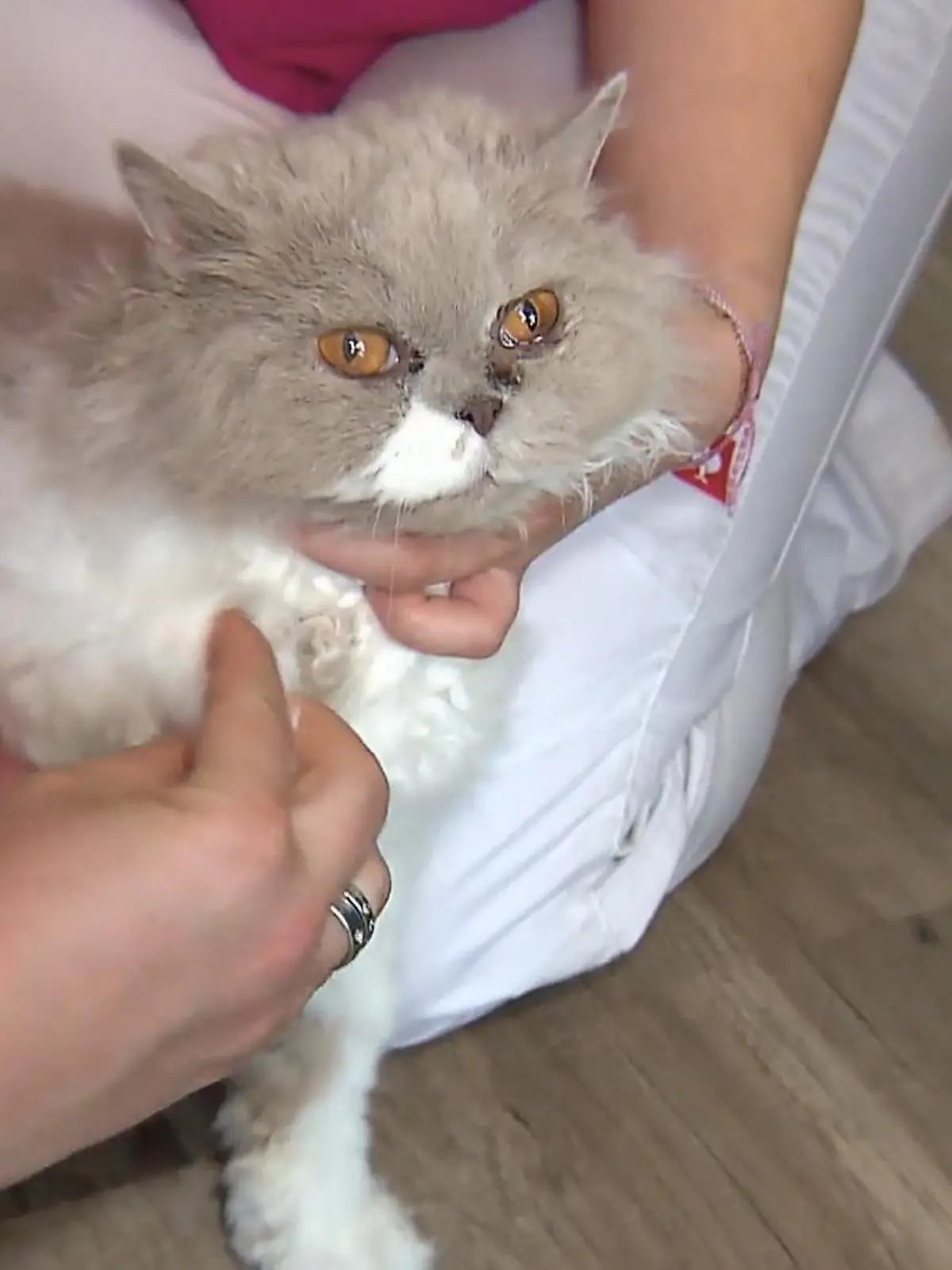 Bild zu: "Katze Bunjok ist gestürzt"