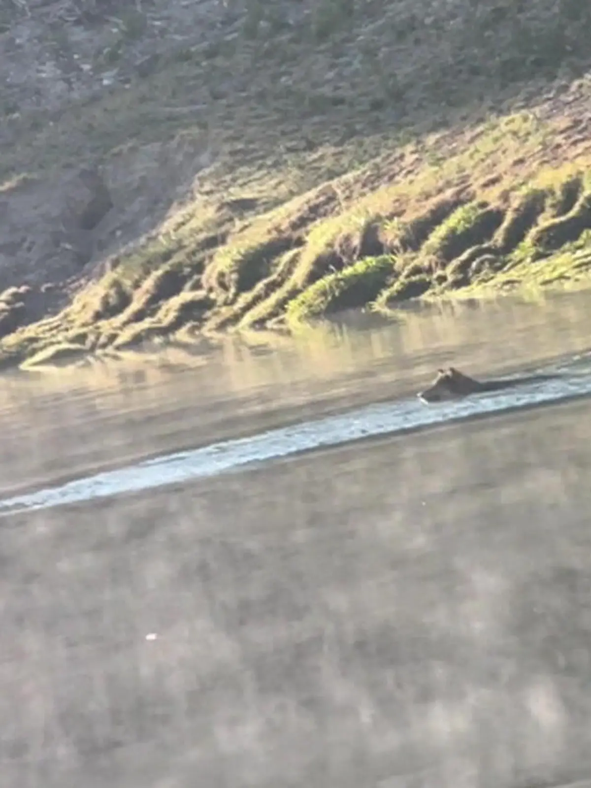 Bild zu: "Elch-Kalb will sich retten – und schwimmt direkt auf Wolfsrudel zu!"