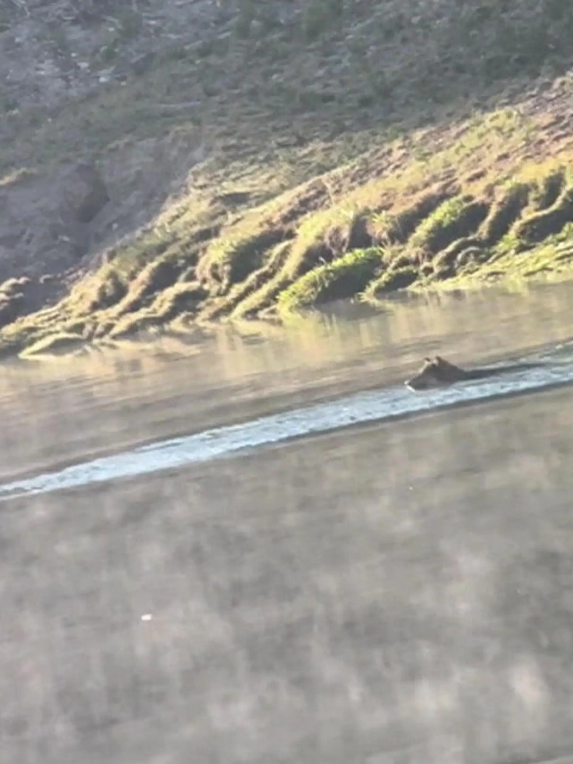 Bild zu: "Elch-Kalb will sich retten – und schwimmt direkt auf Wolfsrudel zu!"