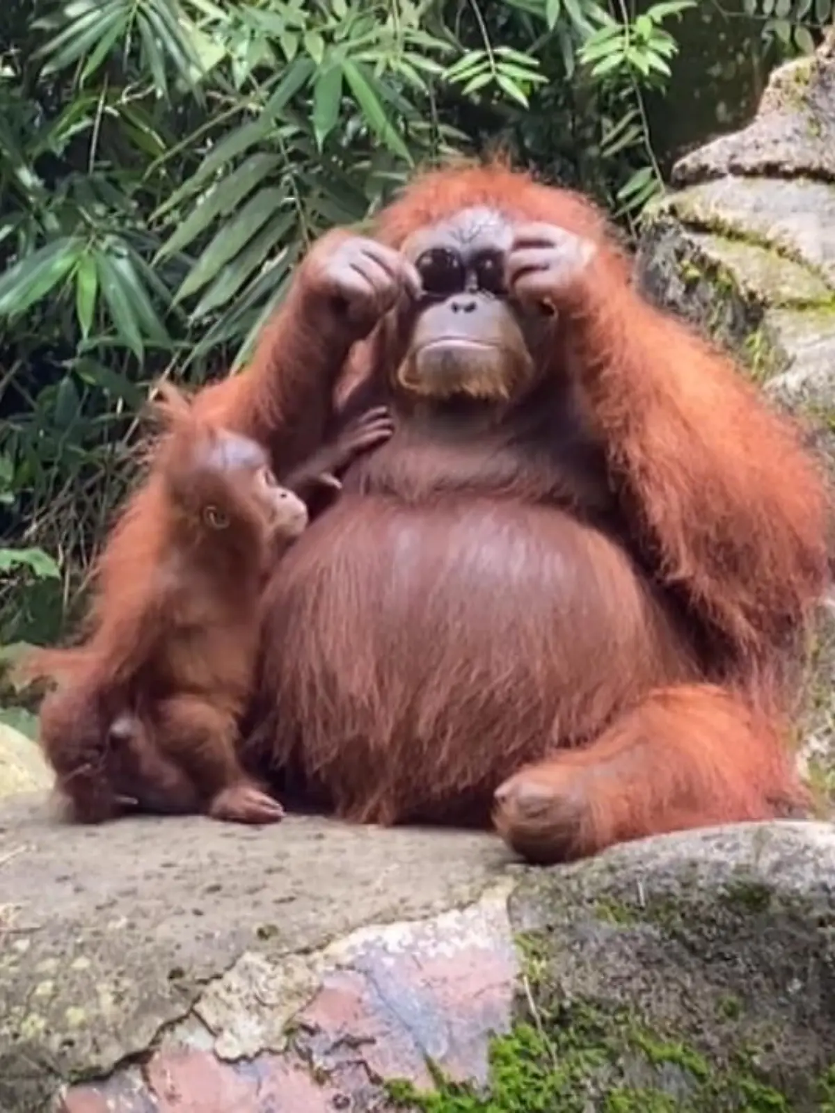 In einem Zoo in Indonesien hatte eine Besucherin ihre Sonnenbrille ins Affengehege fallen lassen. Der Orang-Utan hat sie sich geschnappt.