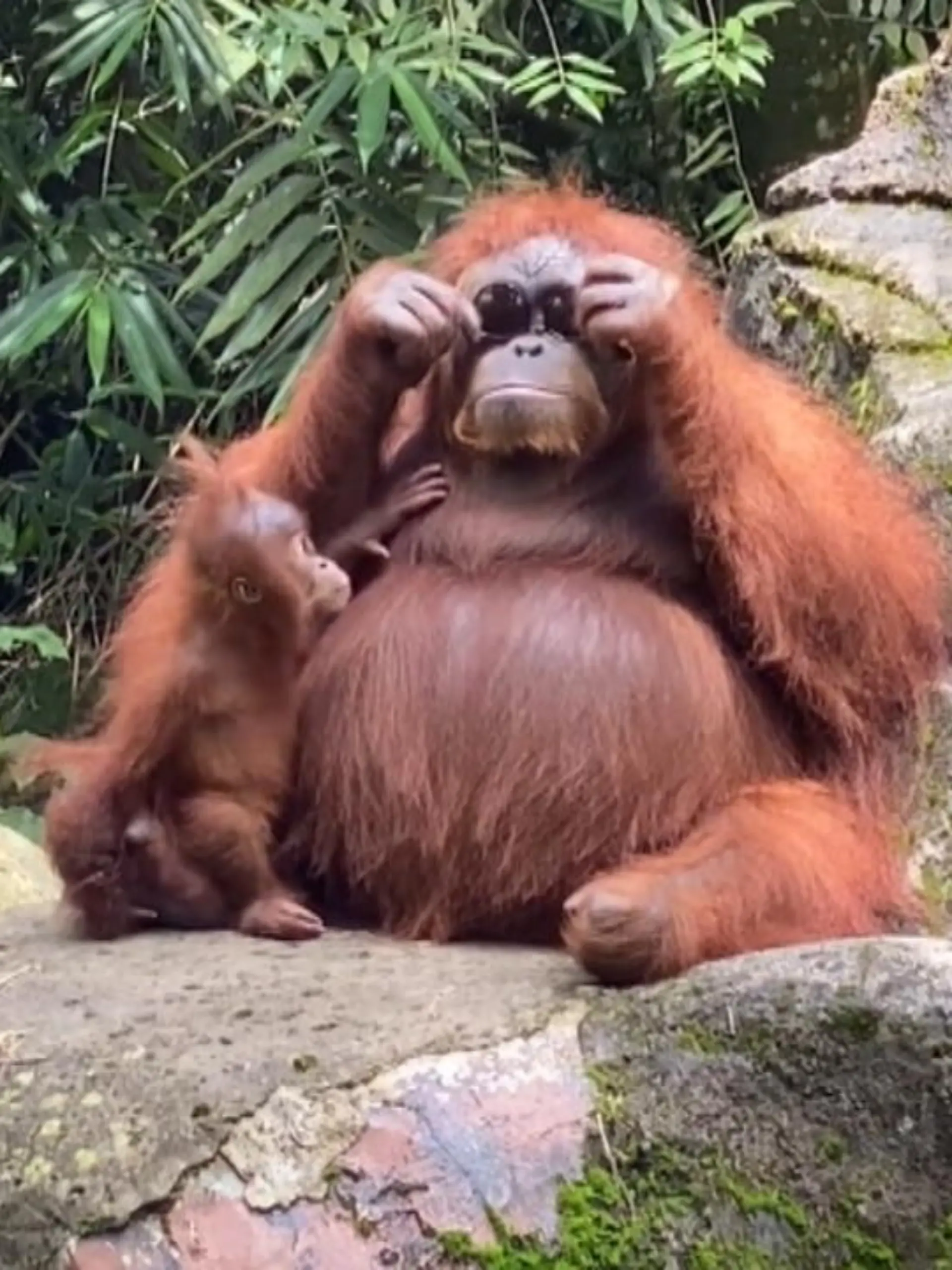 In einem Zoo in Indonesien hatte eine Besucherin ihre Sonnenbrille ins Affengehege fallen lassen. Der Orang-Utan hat sie sich geschnappt.