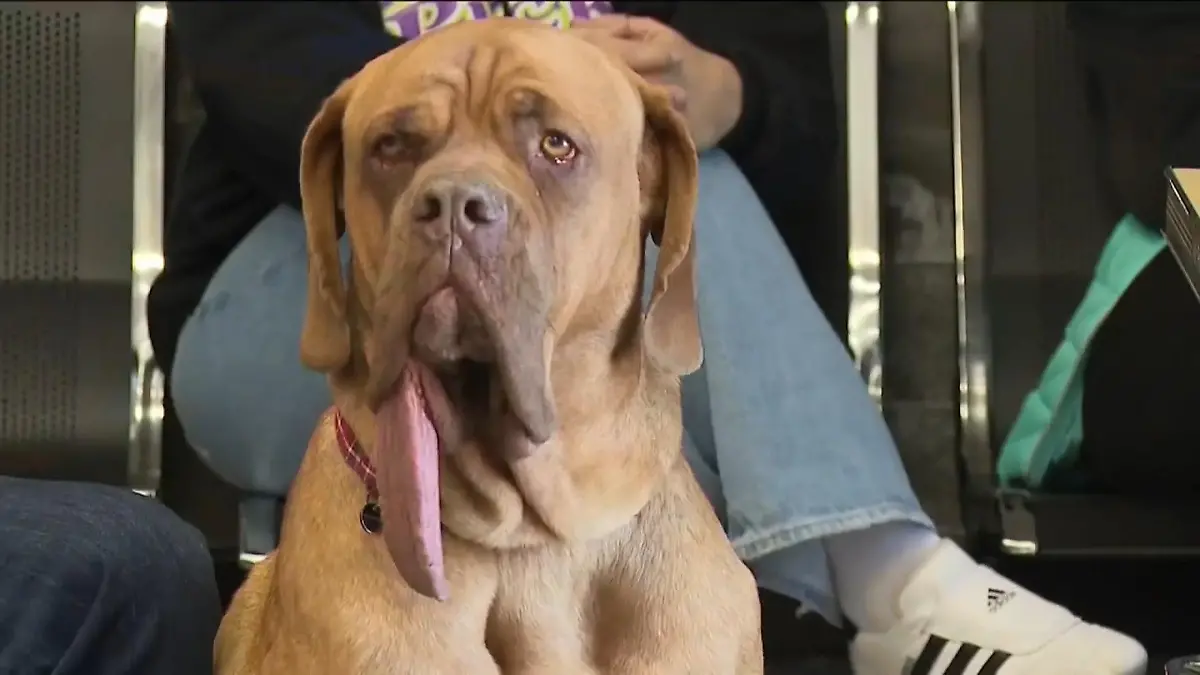 Schlabbern im XXL-Format – ER hat die längste Hundezunge der Welt Das ist Weltrekord