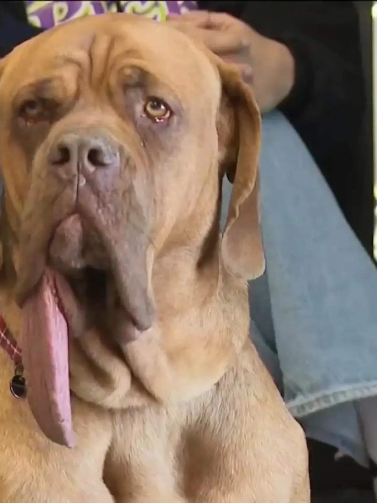 Bild zu: "Schlabbern im XXL-Format – ER hat die längste Hundezunge der Welt"