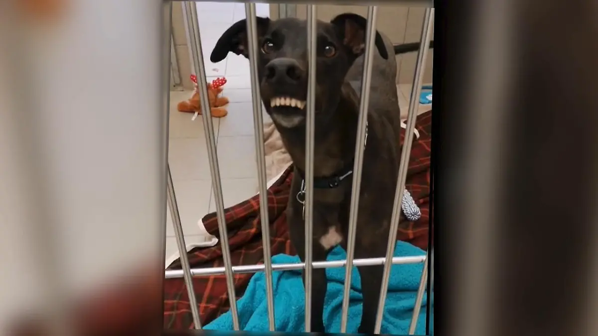 Rennhund-Rentner Ross sucht ein Zuhause Er sieht aus wie Goofy