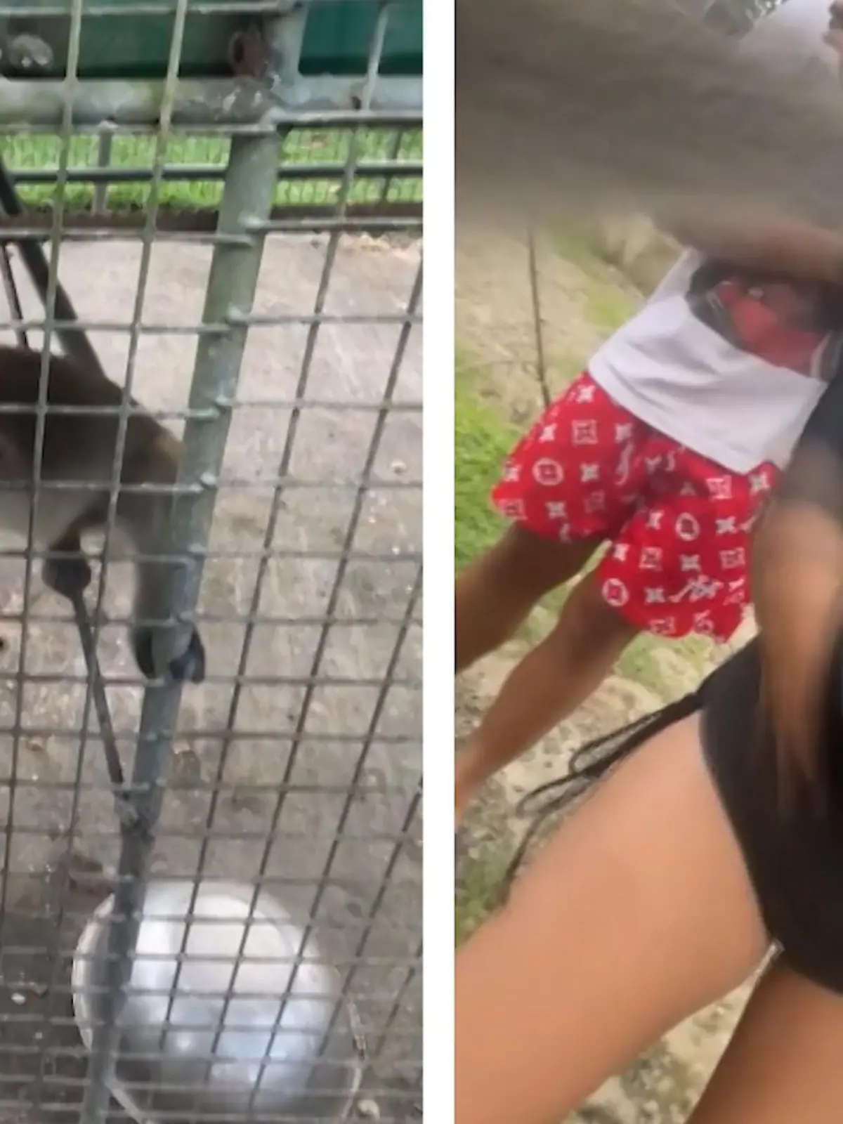 Und da war es weg! Eine Touristin füttert ganz entspannt einen Affen im Zoo von Montevista auf den Philippinen. Diese Aktion möchte sie unbedingt auf Kamera festhalten und filmt die Fütterung mit ihrem Handy. Doch das schnappt sich wenig später das Äffchen. Das hat nämlich einfach mal den Spieß umgedreht und filmt nun zurück. Nach einem kurzen Schreck holt sich die Besucherin ihr Handy aber wieder und kann über den verrückten Vorfall lachen.