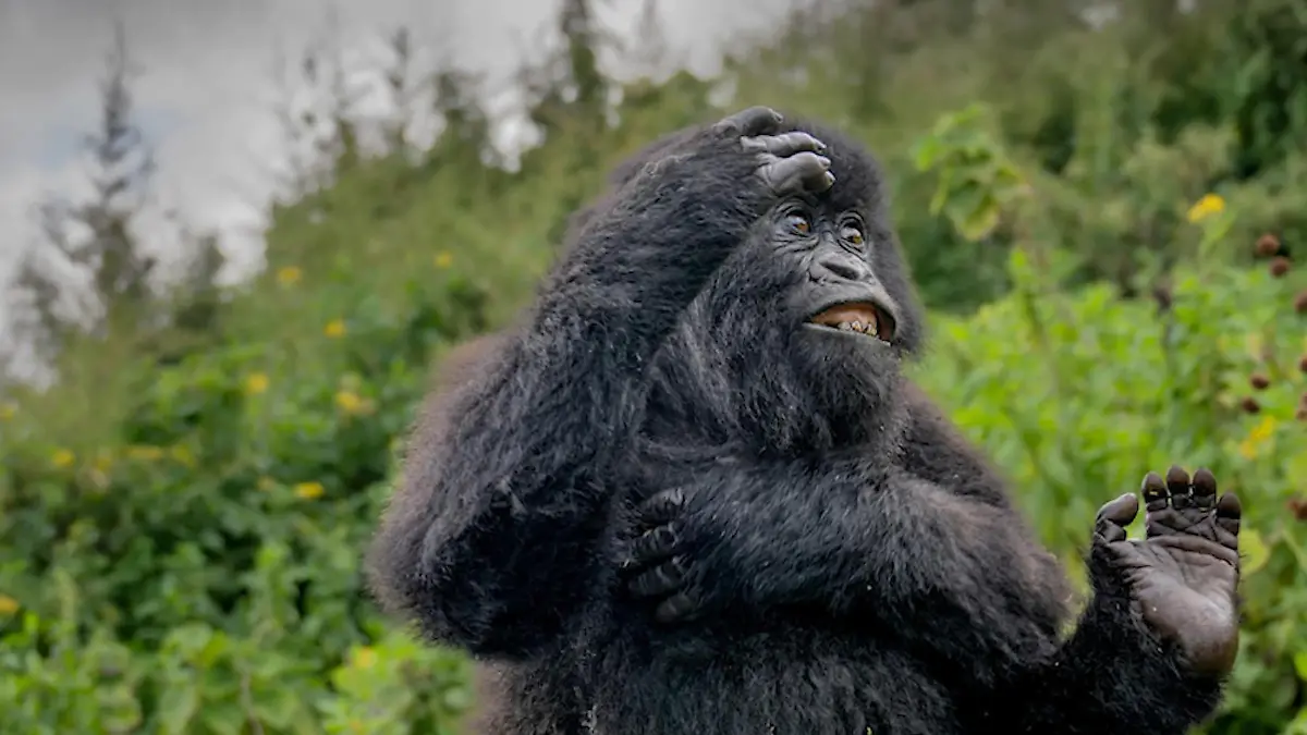 Das sind die lustigsten Tierfotos des Jahres Comedy im Tierreich