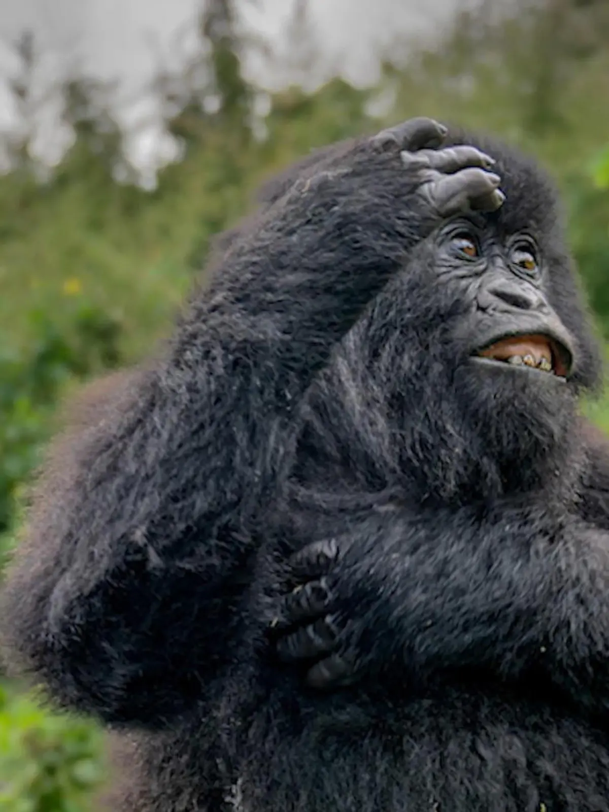 Bild zu: "Das sind die lustigsten Tierfotos des Jahres"