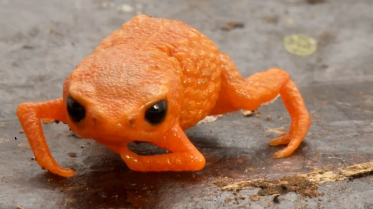 HANDOUT - 09.12.2025, Brasilien, Santa Catarina: Auf diesem von der staatlichen Universität UNESP von Sao Paulo zur Verfügung gestellten undatierten Bild ist der leuchtend orangener Minifrosch „Brachycephalus lulai” zu sehen. 