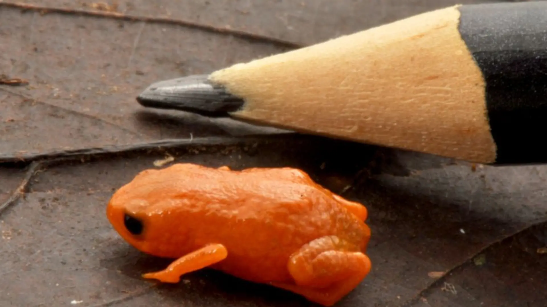 Minifrosch „Brachycephalus lulai” neben einem Bleistift.