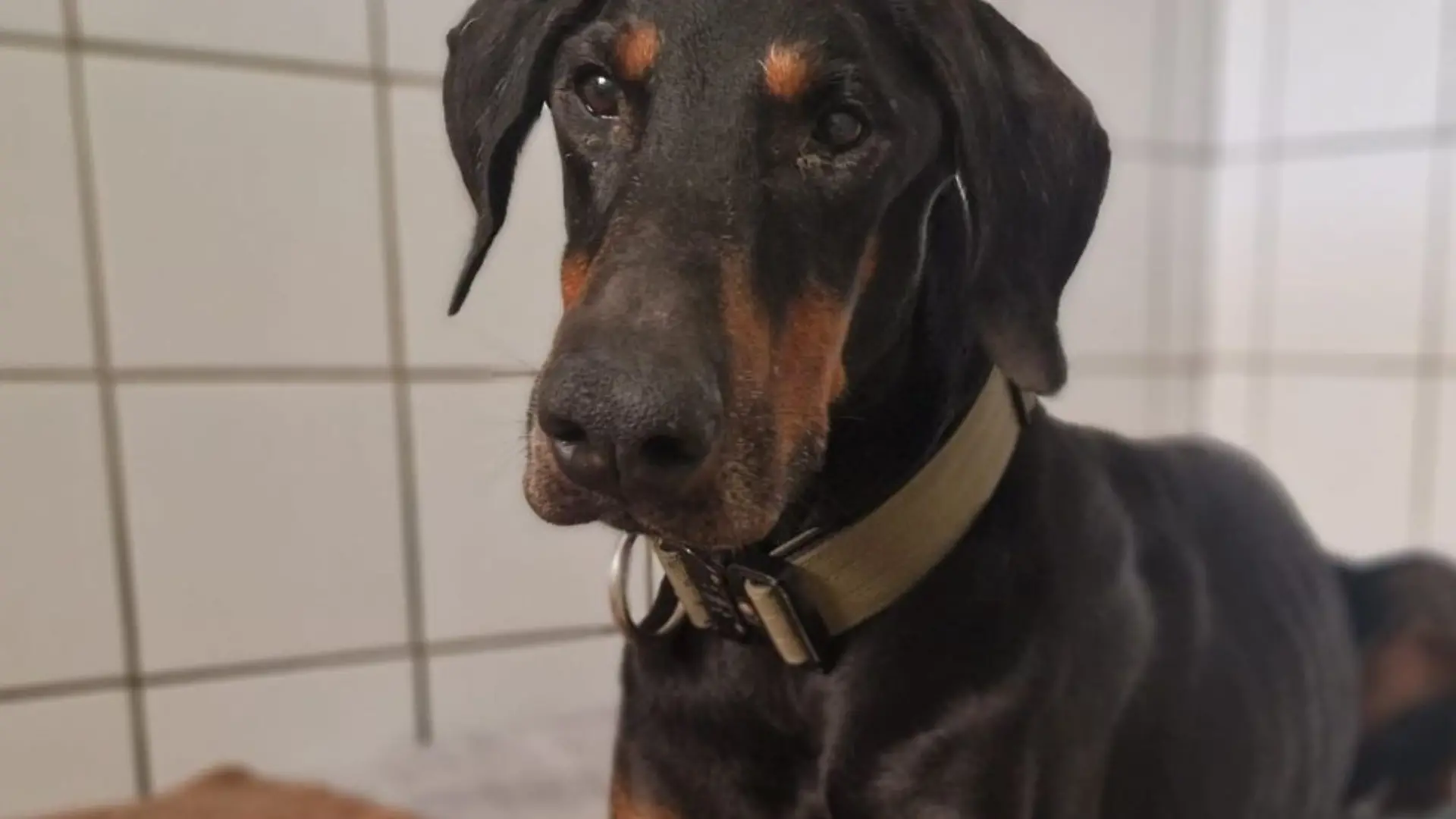 Shadow sucht bei „Die Unvermittelbaren” mit Martin Rütter ein neues Zuhause