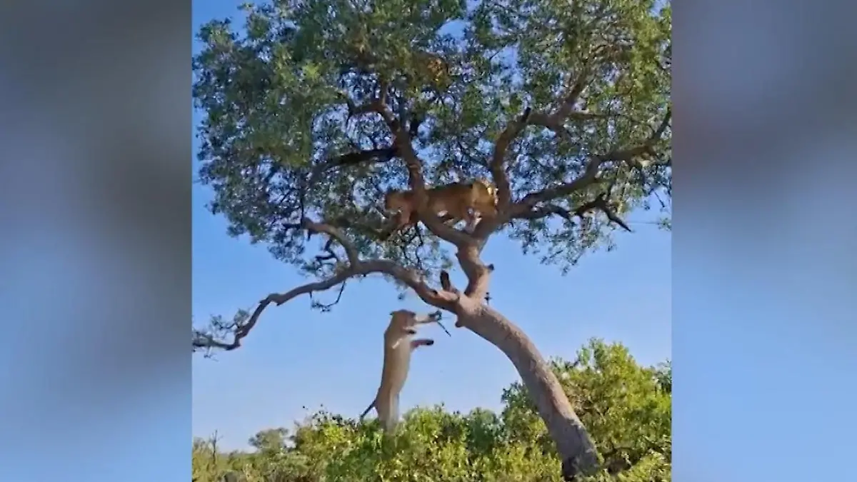Hungrige Löwen verfolgen Leoparden – dann sitzen sie in der Falle Kampf um die Beute