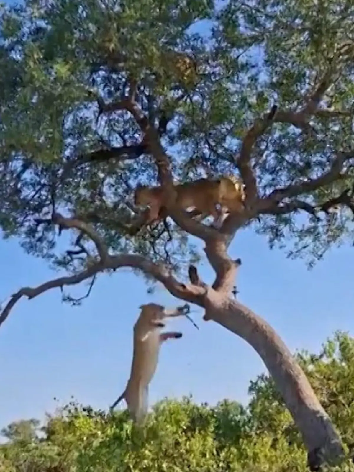 Höhenangst?! Löwen verfolgen Leopard – dann sitzen sie in der Falle
