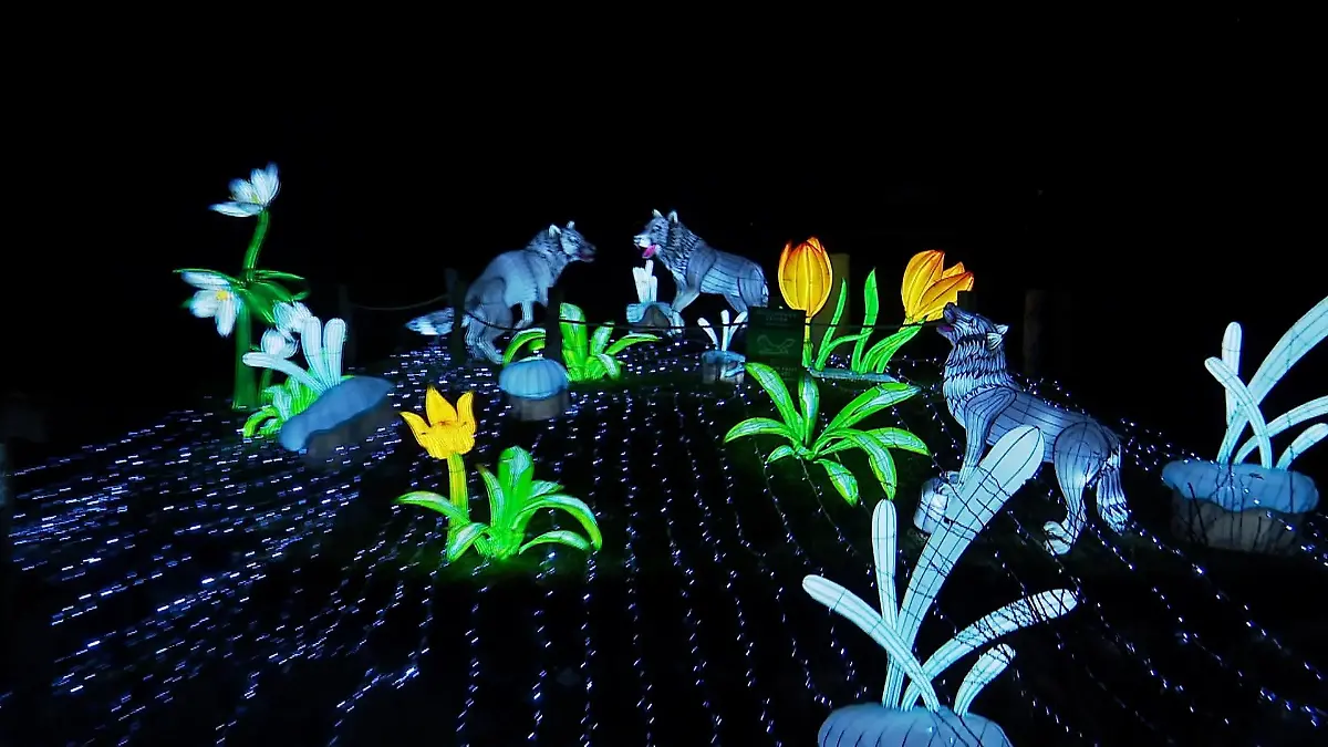 China-Lights-in-K-ln-Bunte-Farben-strahlen-im-Zoo