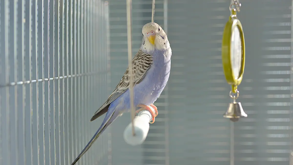 Raclette birgt eine große Gefahr für Vögel.