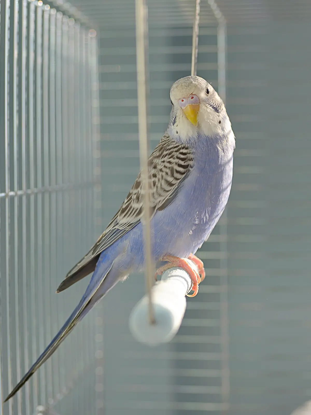 Raclette birgt eine große Gefahr für Vögel.