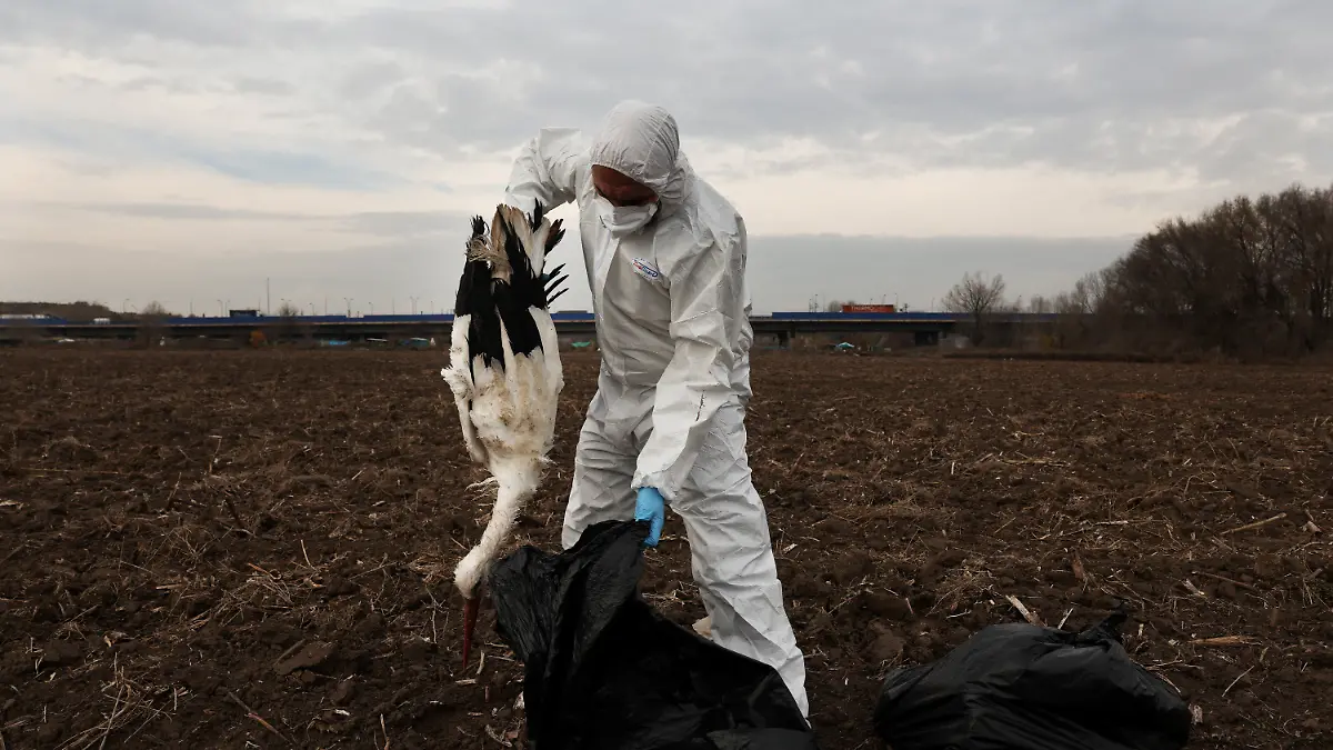 Outbreak of bird flu in Madrid region