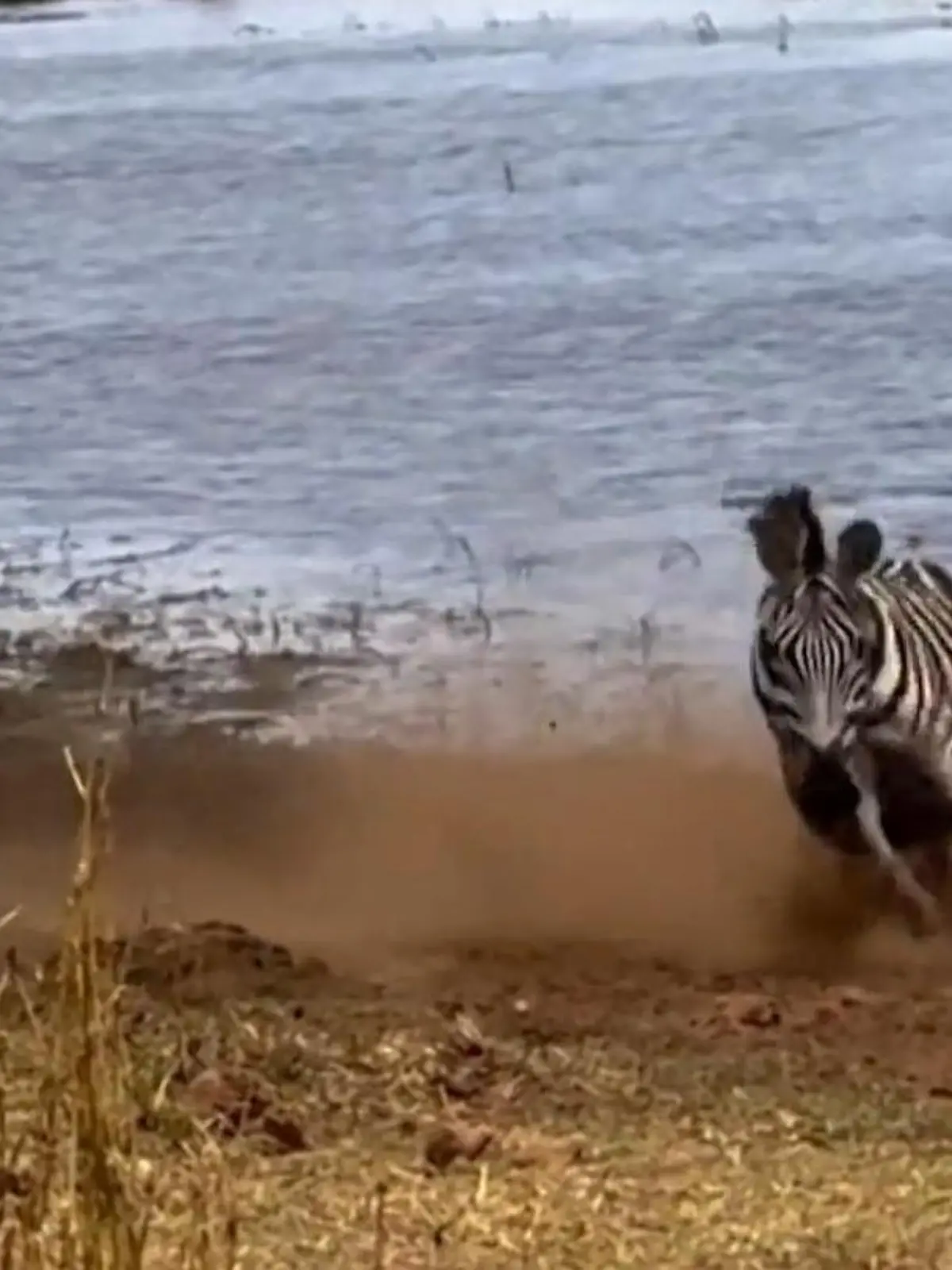 Bild zu: "Zebra-Mutter kämpft gegen Leopard – und rettet ihr Fohlen im letzten Moment"