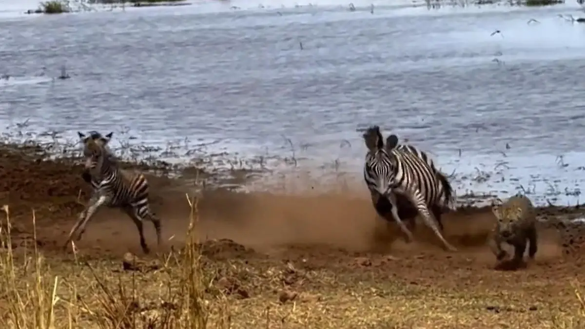 Zebra-Mutter kämpft gegen Leopard – und rettet ihr Fohlen im letzten Moment Drama in Tansanias Wildnis