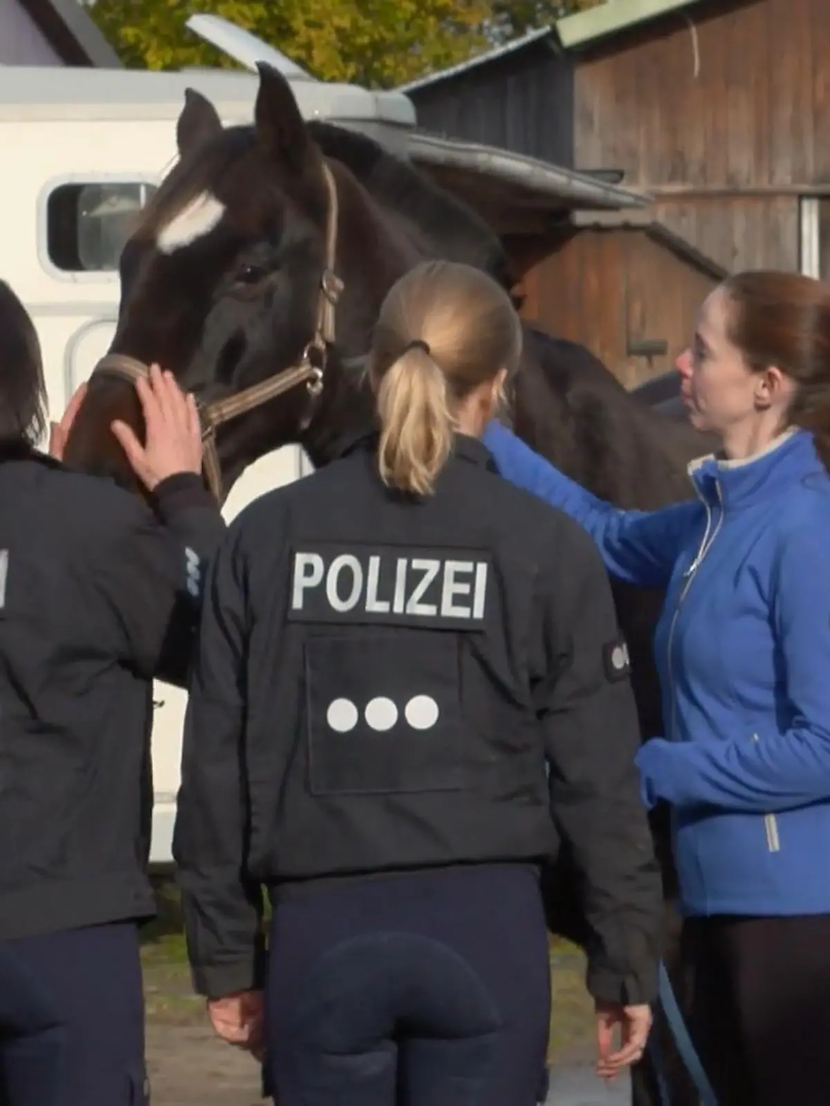 Bild zu: "Schafft Lucky es zum Polizeipferd?"