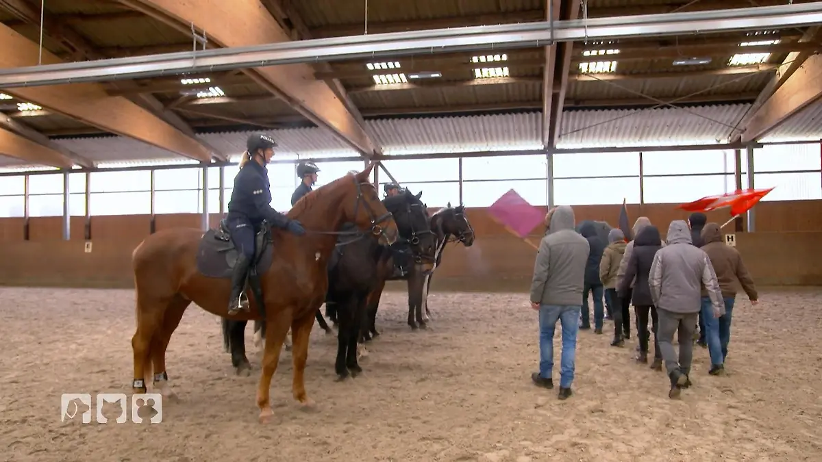 Streife und Stresstraining Alltag eines Polizeipferds