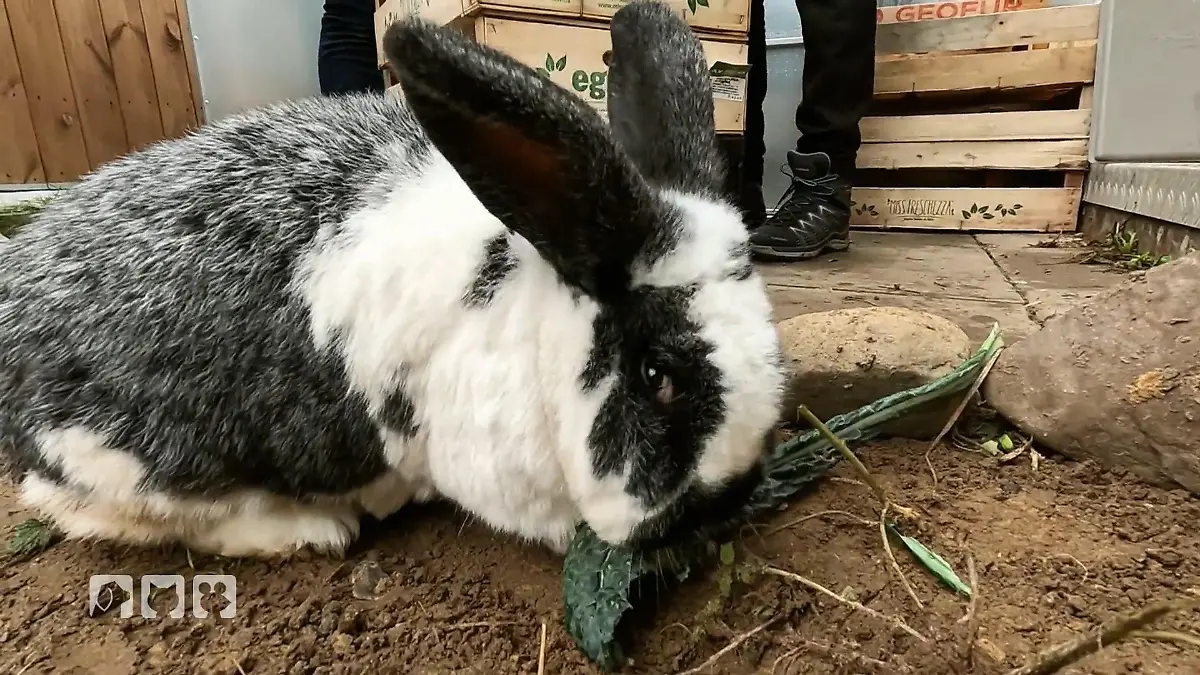 Kaninchenhaltung im Winter Bittersalate, Kohl und Gemüse