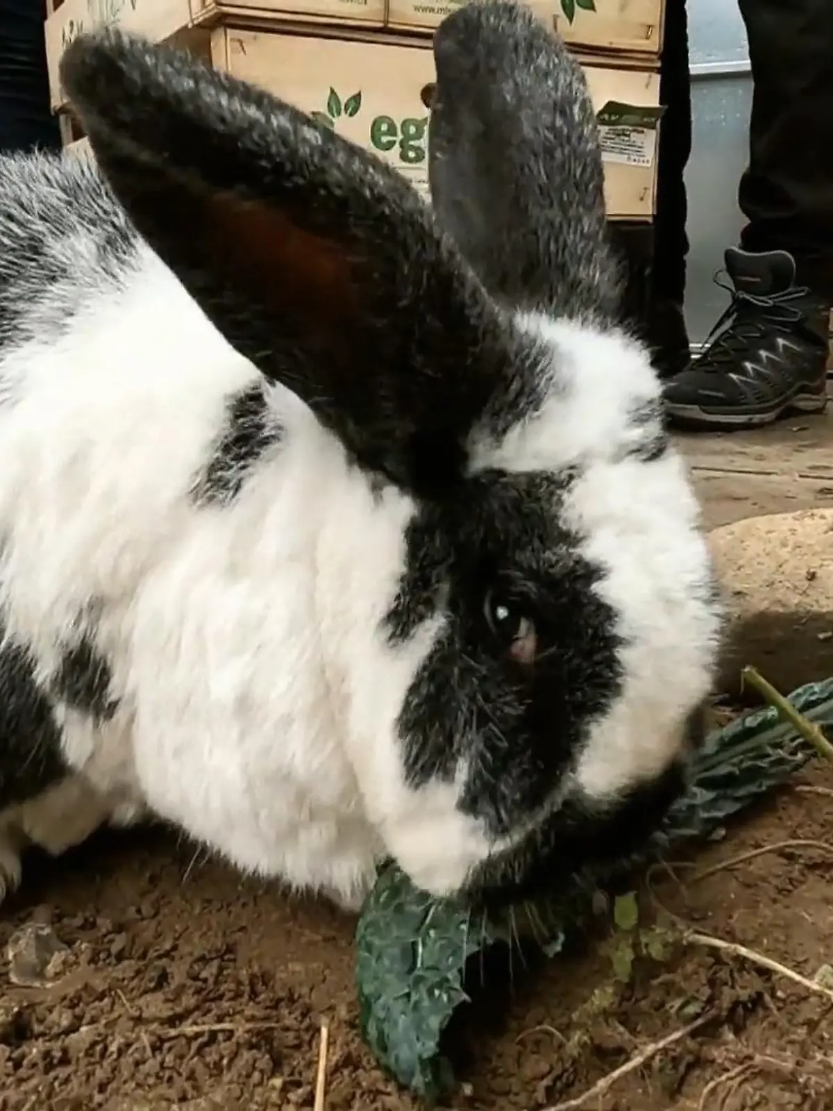 Bild zu: "Kaninchenhaltung im Winter"