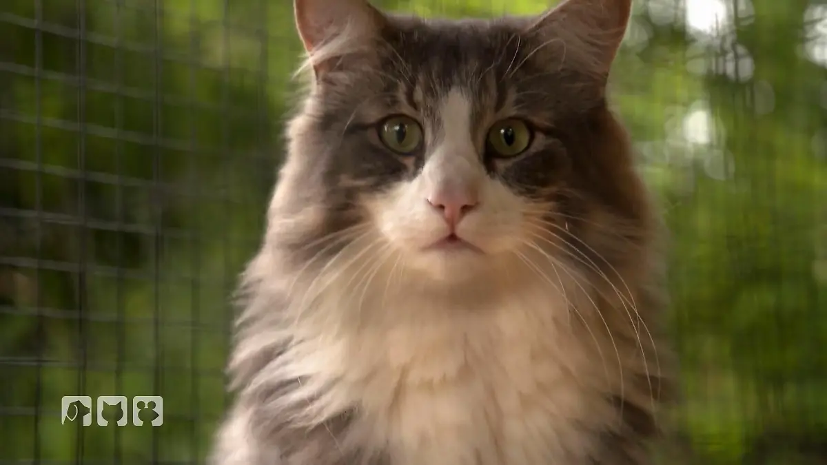 Sanfte Riesen Norwegische Waldkatzen