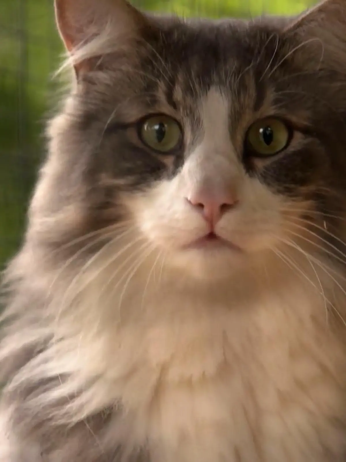 Bild zu: "Sanfte Riesen"